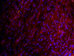 Human/Rat Osteocalcin Antibody, R D Systems 25&mu;g; Unlabeled:Antibodies,