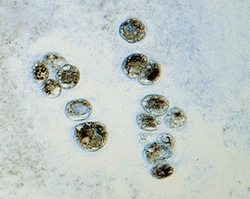 Human/Rat Osteocalcin Antibody, R D Systems 25&mu;g; Unlabeled:Antibodies,