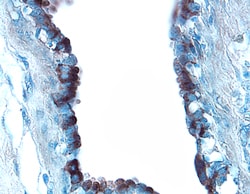 Human Osteopontin/OPN Antibody, R D Systems 100&mu;g; Unlabeled:Antibodies,
