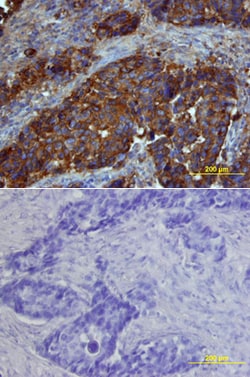 Human Osteopontin/OPN Antibody, R D Systems 100&mu;g; Unlabeled:Antibodies,