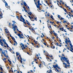 Mouse Osteoprotegerin/TNFRSF11B Antibody, R D Systems 25&mu;g; Unlabeled:Antibodies,