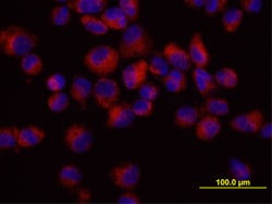 Human Osteoprotegerin/TNFRSF11B Biotinylated Antibody, R D Systems 50&mu;g;