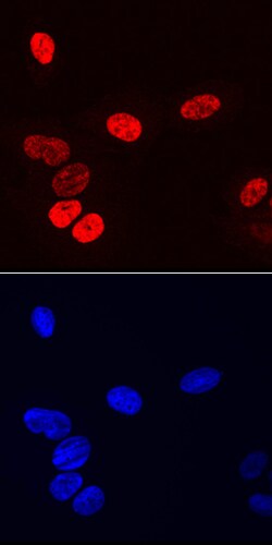 Human Osterix/Sp7 Antibody, R D Systems 25&mu;g; Unlabeled:Antibodies,
