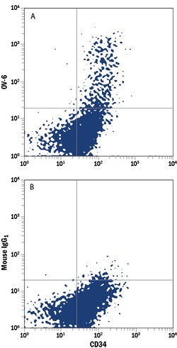 anti-OV-6, PE, Clone: OV-6, R D Systems 100 Tests; PE:Antibodies, Monoclonal