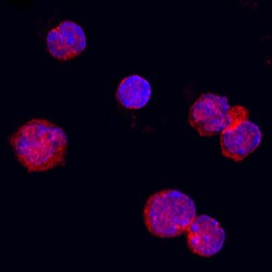 Mouse OX40 Ligand/TNFSF4 Antibody, R D Systems 100&mu;g; Unlabeled:Antibodies,