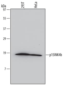 Human p15INK4b/CDKN2B Antibody, R D Systems 25&mu;g; Unlabeled:Antibodies,