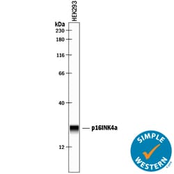 Human p16INK4a/ CDKN2A Antibody, R D Systems 100&mu;g; Unlabeled:Antibodies,