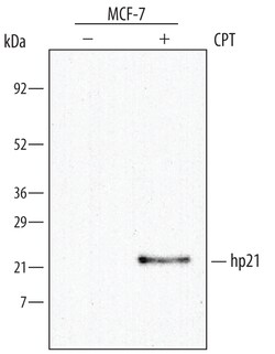 p21/CIP1/CDKN1A Goat anti-Human, Polyclonal, R D Systems 25&mu;g; Unlabeled,