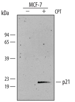 Human p21/CIP1/CDKN1A Antibody, R D Systems 25&mu;g; Unlabeled:Antibodies,