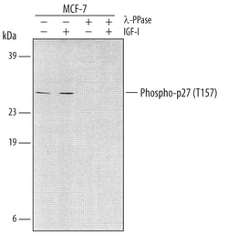 Human Phospho-p27/Kip1 (T157) Antibody, R D Systems 25&mu;g; Unlabeled:Antibodies,
