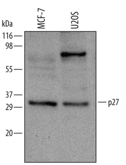 Human/Mouse/Rat p27/Kip1 Antibody, R D Systems 25&mu;g; Unlabeled:Antibodies,