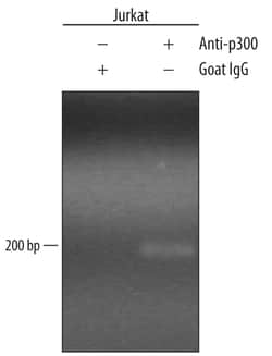 Human p300 Antibody, R D Systems 100&mu;g; Unlabeled:Antibodies, Polyclonal