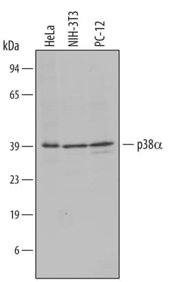 Human/Mouse/Rat p38 alpha Antibody, R D Systems 100ug; Unlabeled:Antibodies,