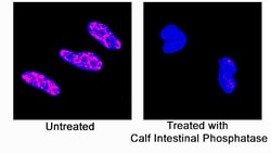 Human Phospho-p38 alpha (T180/Y182) Antibody, R D Systems 100&mu;g; Unlabeled:Antibodies,