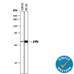Human/Mouse/Rat p38 gamma Antibody, R D Systems 100&mu;g; Unlabeled:Antibodies,