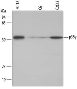 Human/Mouse/Rat p38 gamma Antibody, R D Systems 100&mu;g; Unlabeled:Antibodies,