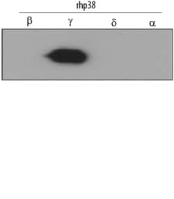 Human/Mouse/Rat p38 gamma Antibody, R D Systems 100&mu;g; Unlabeled:Antibodies,