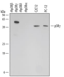 Human/Mouse/Rat p38 gamma Antibody, R D Systems 25&mu;g; Unlabeled:Antibodies,