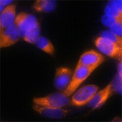 Human Protein Disulfide Isomerase/P4HB Antibody, R D Systems:Antibodies:Primary