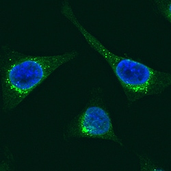 Human Protein Disulfide Isomerase/P4HB Alexa Fluor 488-conjugated Antibody,