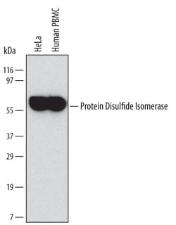 Human Protein Disulfide Isomerase/P4HB Antibody, R D Systems 25&mu;g; Unlabeled:Antibodies,