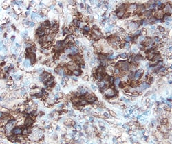 Human Phospho-p53 (S15) Antibody, R D Systems 25&mu;g; Unlabeled:Antibodies,