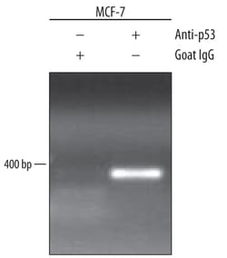 Human/Mouse/Rat p53 Antibody, R D Systems 100&mu;g; Unlabeled:Antibodies,