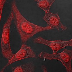 Human/Mouse/Rat p53 Antibody, R D Systems 100&mu;g; Unlabeled:Antibodies,