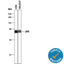 Human/Mouse/Rat p53 Antibody, R D Systems 100&mu;g; Unlabeled:Antibodies,