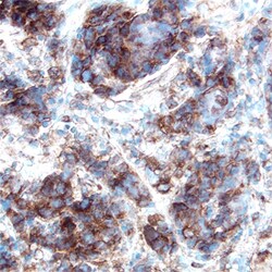 Human Phospho-p53 (S46) Antibody, R D Systems 100&mu;g; Unlabeled:Antibodies,