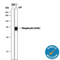Human Phospho-p53 (S392) Antibody, R D Systems 25&mu;g; Unlabeled:Antibodies,