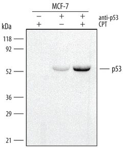 Human/Mouse/Rat p53 Antibody, R D Systems 25&mu;g; Unlabeled:Antibodies,