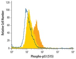 Phospho-p53 (S15) Mouse anti-Human, Clone: 261366, R D Systems 25&mu;g;