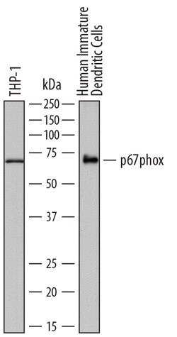 Human p67phox Antibody, R D Systems 100&mu;g; Unlabeled:Antibodies, Polyclonal