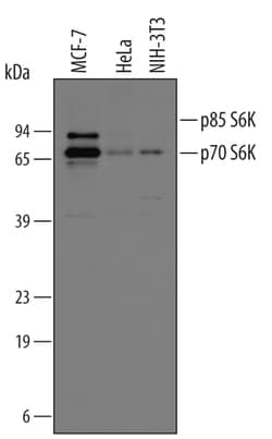 Human/Mouse/Rat p70 S6 Kinase Antibody, R D Systems 25&mu;g; Unlabeled:Antibodies,