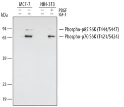Human/Mouse/Rat Phospho-p70 S6 Kinase (T421/S424) Antibody, R D Systems