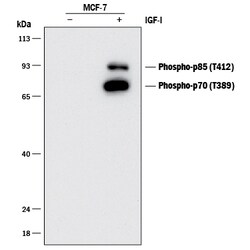 Human Phospho-p70 S6 Kinase (T389) Antibody, R D Systems 100 &mu;g; Unconjugated:Antibodies,