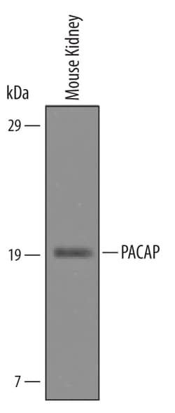 Mouse PACAP/ADCYAP1 Antibody, R D Systems 100&mu;g; Unlabeled:Antibodies,