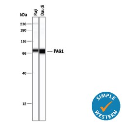 Human PAG1 Antibody, R D Systems 25&mu;g; Unlabeled:Antibodies, Monoclonal