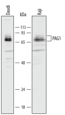 Human PAG1 Antibody, R D Systems 25&mu;g; Unlabeled:Antibodies, Monoclonal