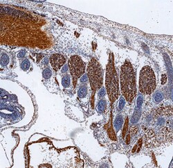 Human/Mouse PAK3 Antibody, R D Systems 100&mu;g; Unlabeled:Antibodies,
