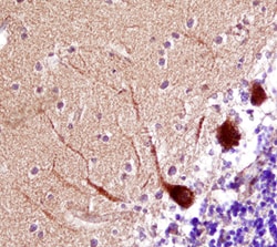 Human/Rat PAK7 Antibody, R D Systems 25&mu;g; Unlabeled:Antibodies, Monoclonal