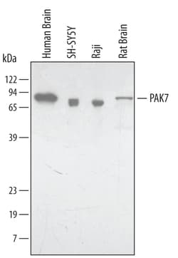 Human/Rat PAK7 Antibody, R D Systems 25&mu;g; Unlabeled:Antibodies, Monoclonal