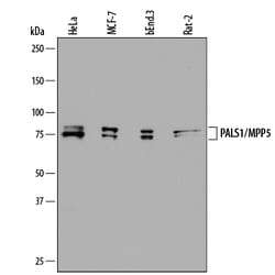 Human/Mouse/Rat PALS1/MPP5 Antibody, R D Systems 100&mu;g; Unlabeled:Antibodies,