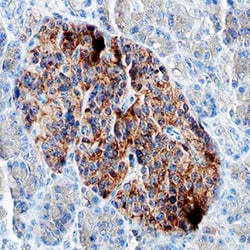 Human Pancreatic Polypeptide/PP Antibody, R D Systems 100ug; Unlabeled:Antibodies,