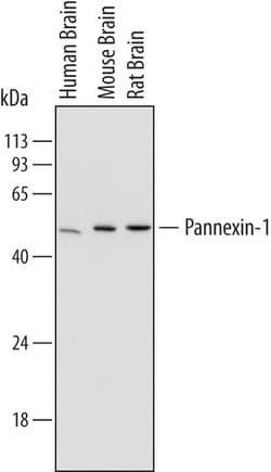 Human/Mouse/Rat Pannexin-1 Antibody, R D Systems 100ug; Unlabeled:Antibodies,