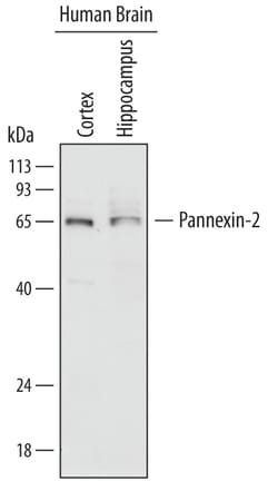 Human Pannexin-2 Antibody, R D Systems 25&mu;g; Unlabeled:Antibodies, Monoclonal