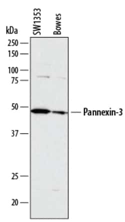 Human Pannexin-3 Antibody, R D Systems 25&mu;g; Unlabeled:Antibodies, Monoclonal