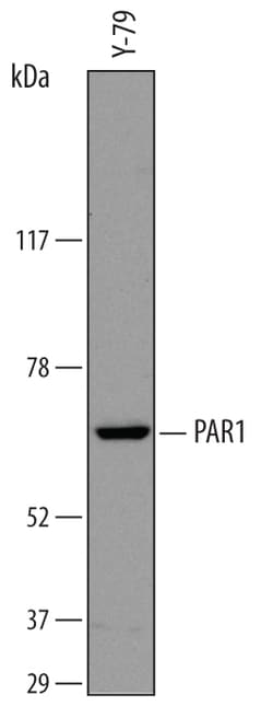 Human PAR1 Antibody, R D Systems 100ug; Unlabeled:Antibodies, Monoclonal