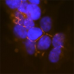 Human PARD3/Par3 Antibody, R D Systems 100ug; Unlabeled:Antibodies, Monoclonal